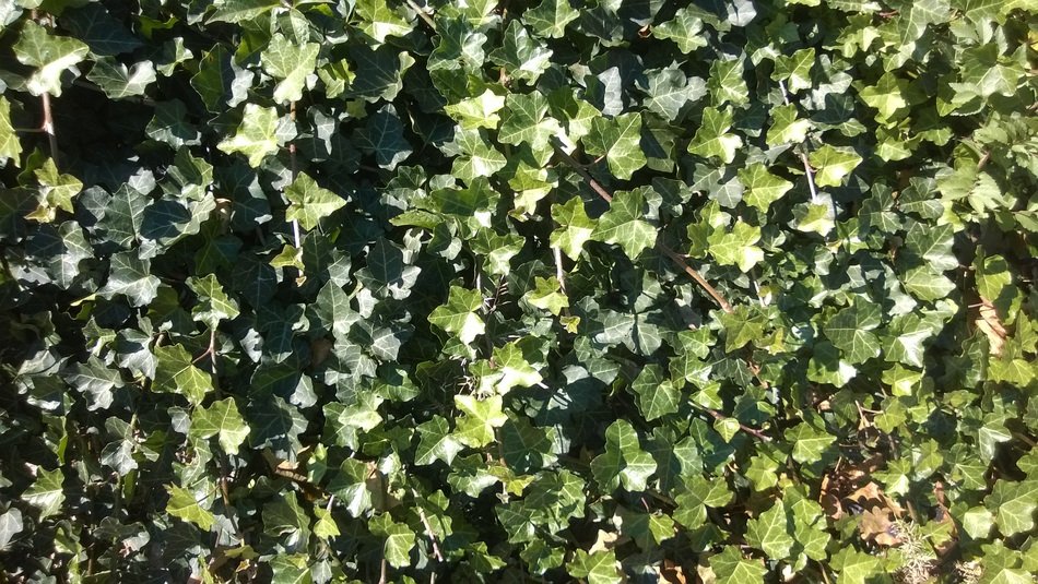 Ivy Climber Plant Plant