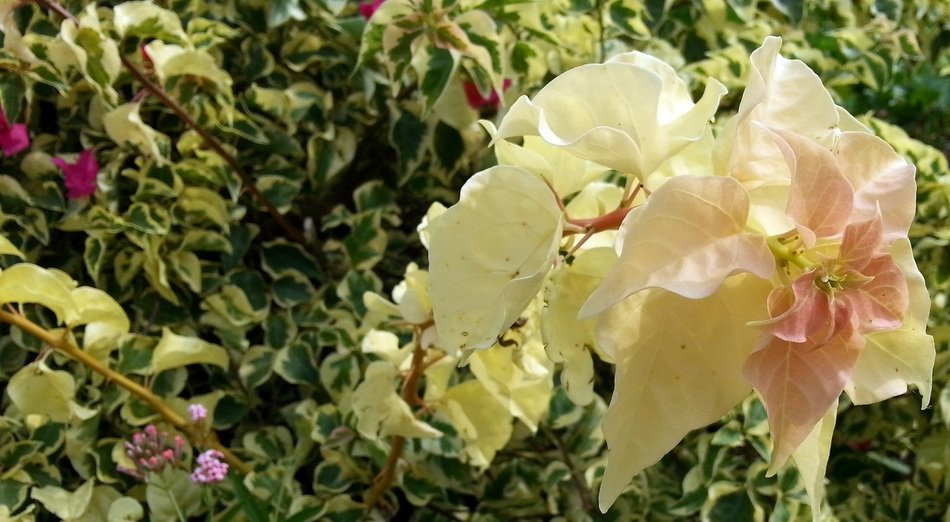 Bougainvillea Yellow Flowers