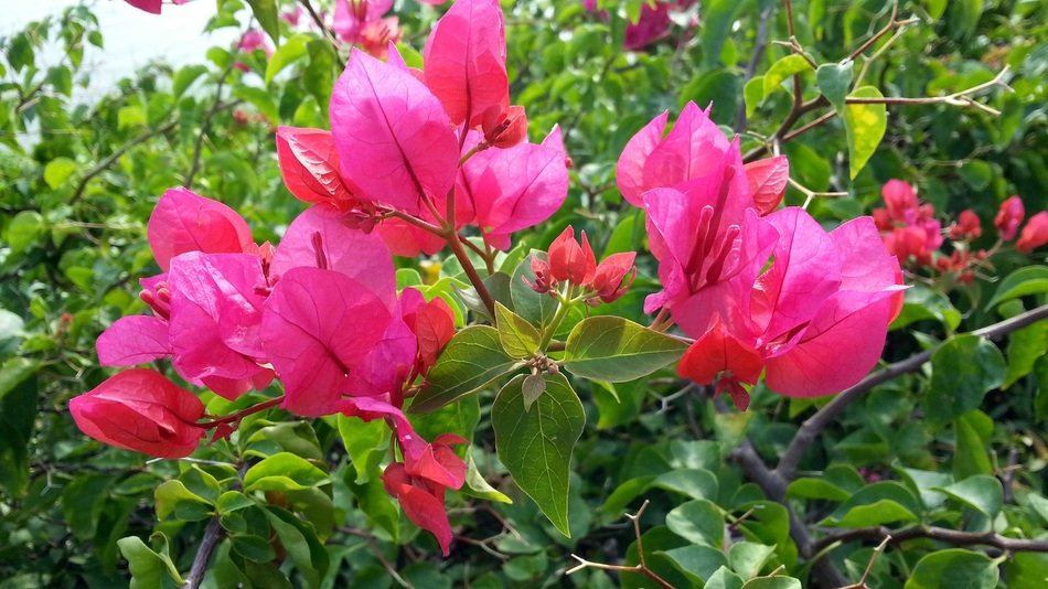 Bougainvillea Pink Flowers