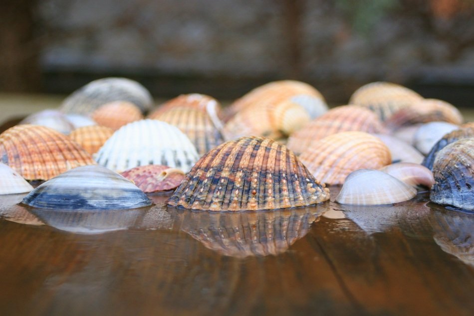 seashells are on the table