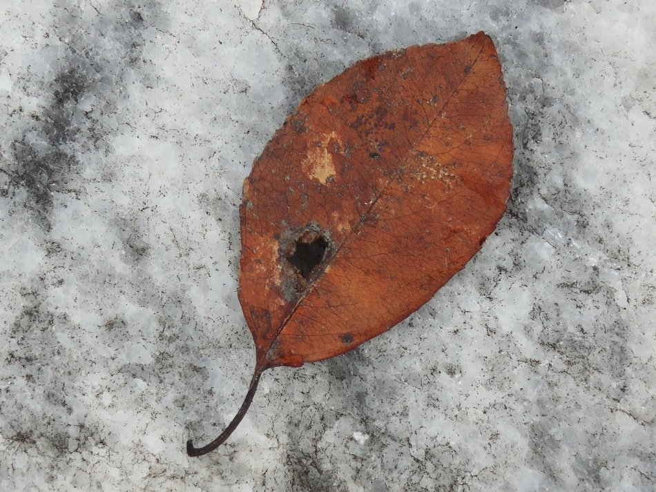 Background Still Life Leaf Still