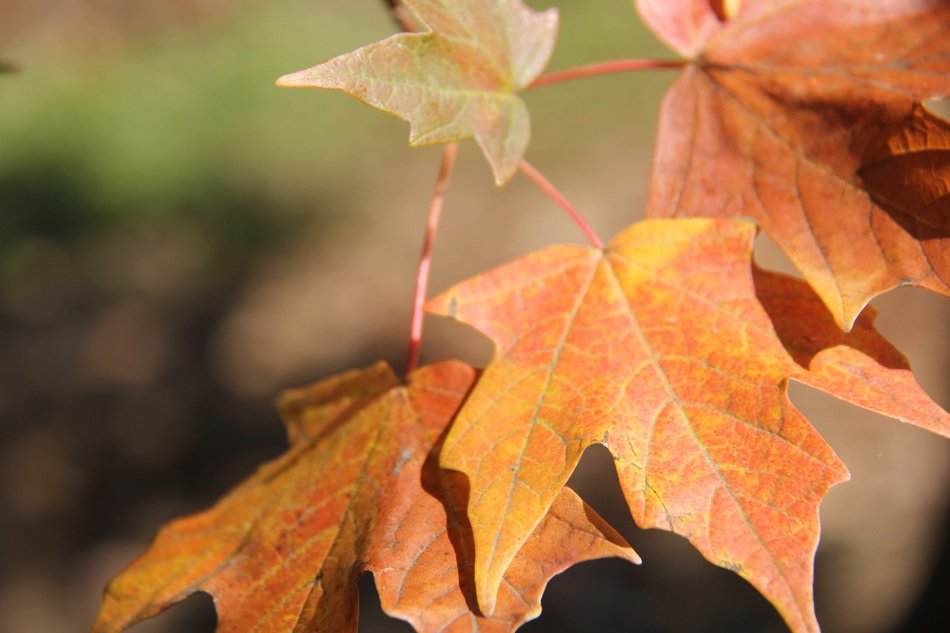 Autumn Fall Leaves Orange