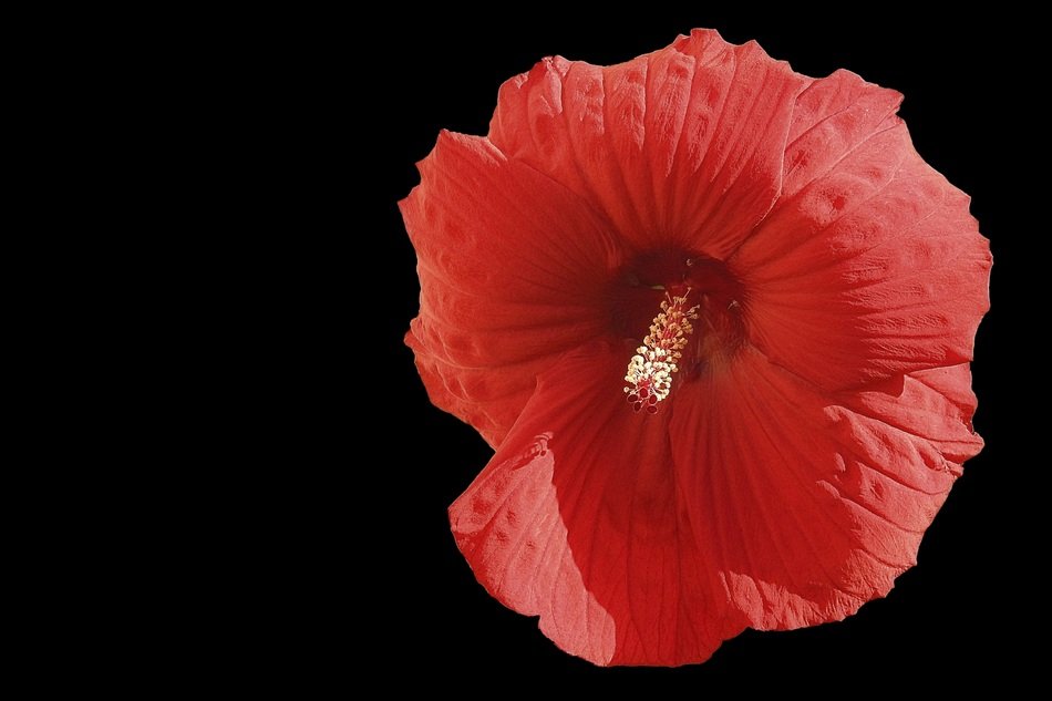 Hibiscus Flower Giant Hibiscus