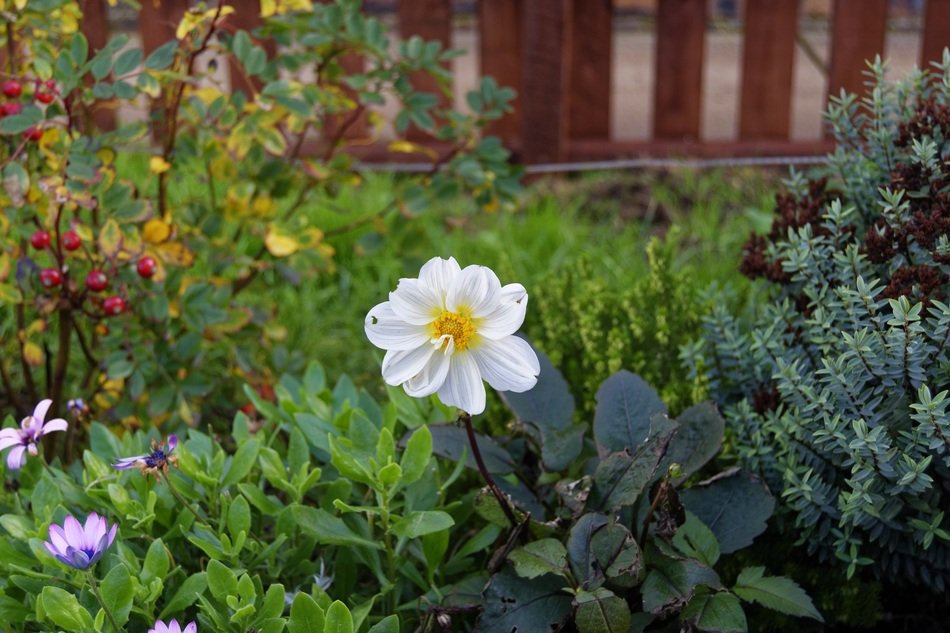Flower White Flower Nature White