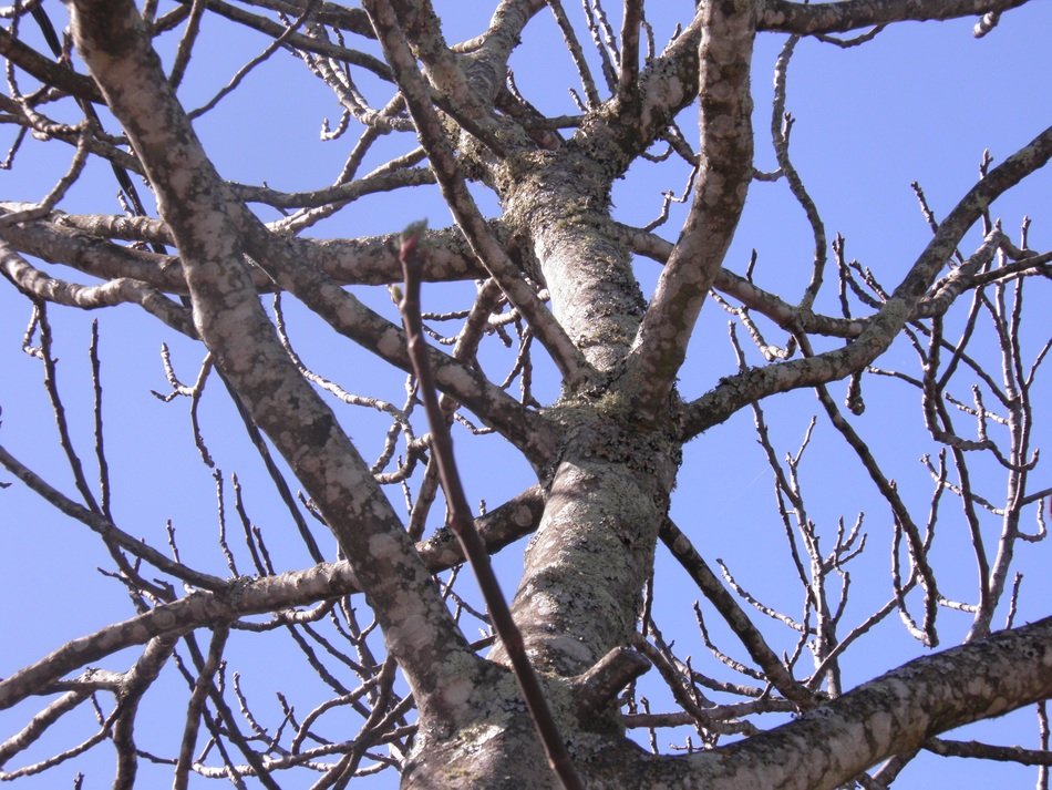 Fig Fig Tree Tree Branches