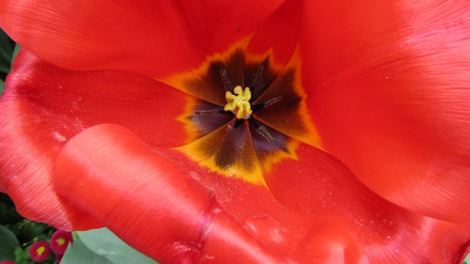 Flower Tulip Red Network Nature
