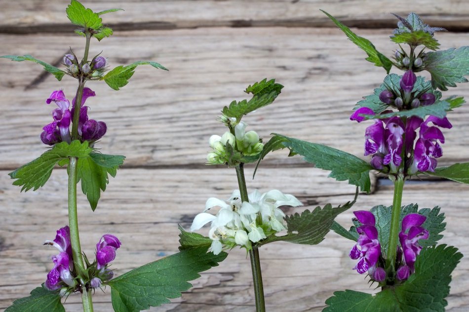 Wild Plants Spring