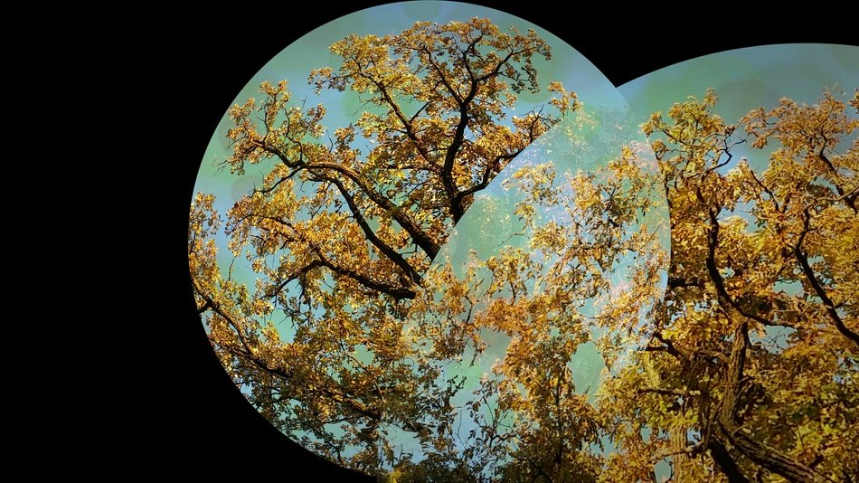 Background Fall Autumn Tree