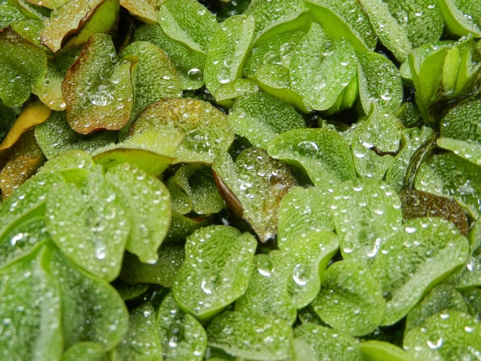 Foliage Leaf A Drop Of Drops