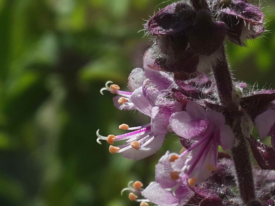 Flower Nature Natural