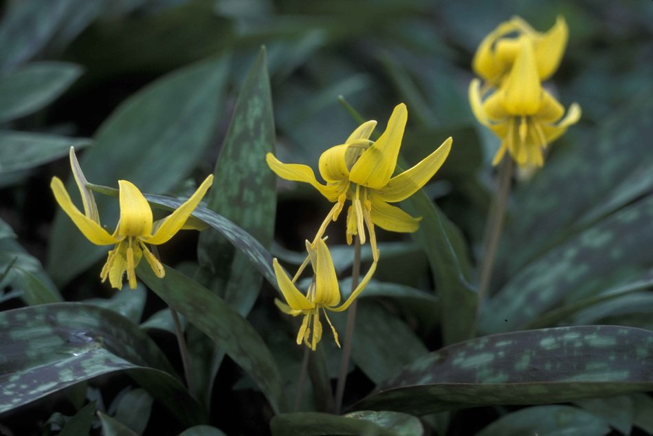 Lys Yellow Blooming Flowers