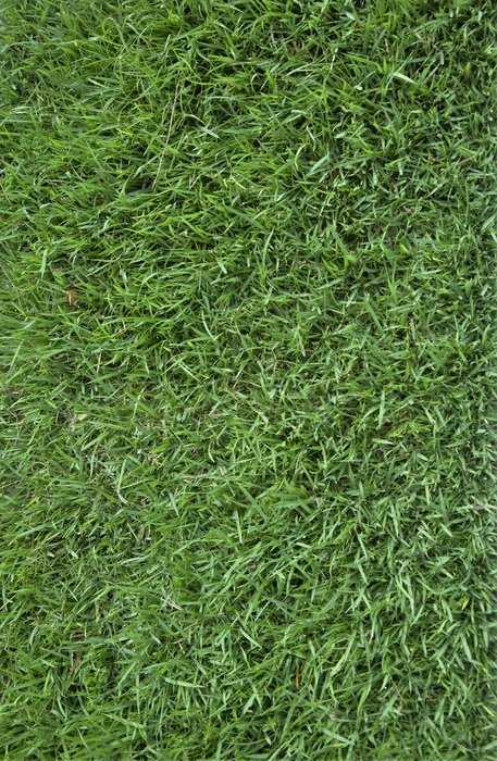 wallpaper with green grass
