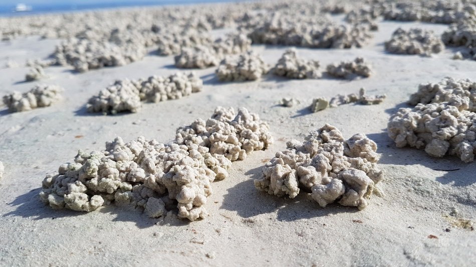 Sand Texture Beach Marine Ocean