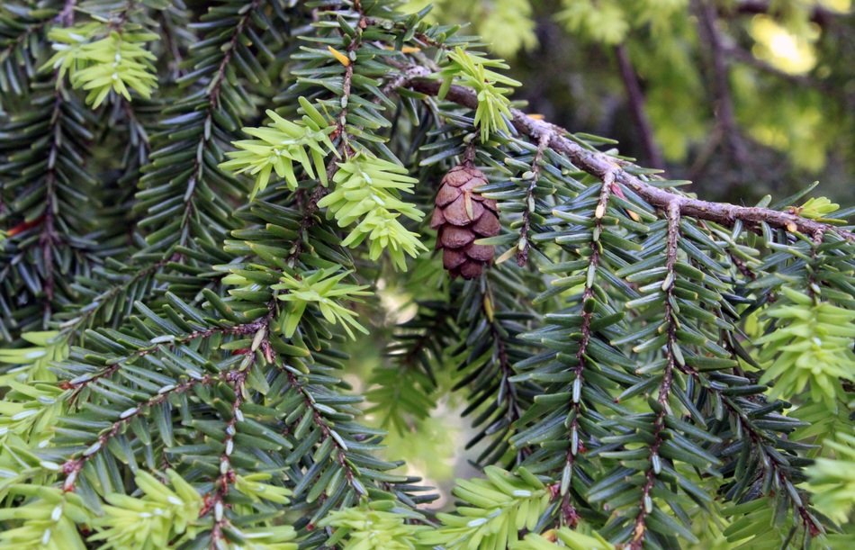 Hemlock Tree Cones Background