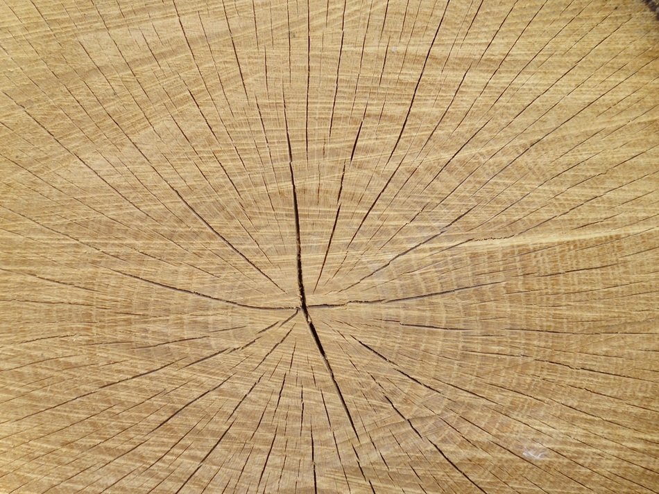 Tree Slice Texture Balance Beam