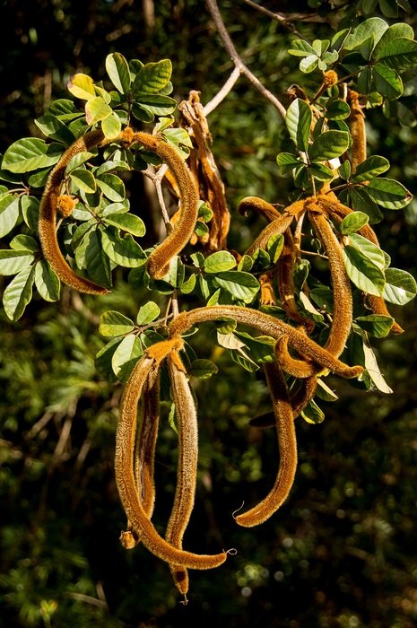Golden Trumpet Tree