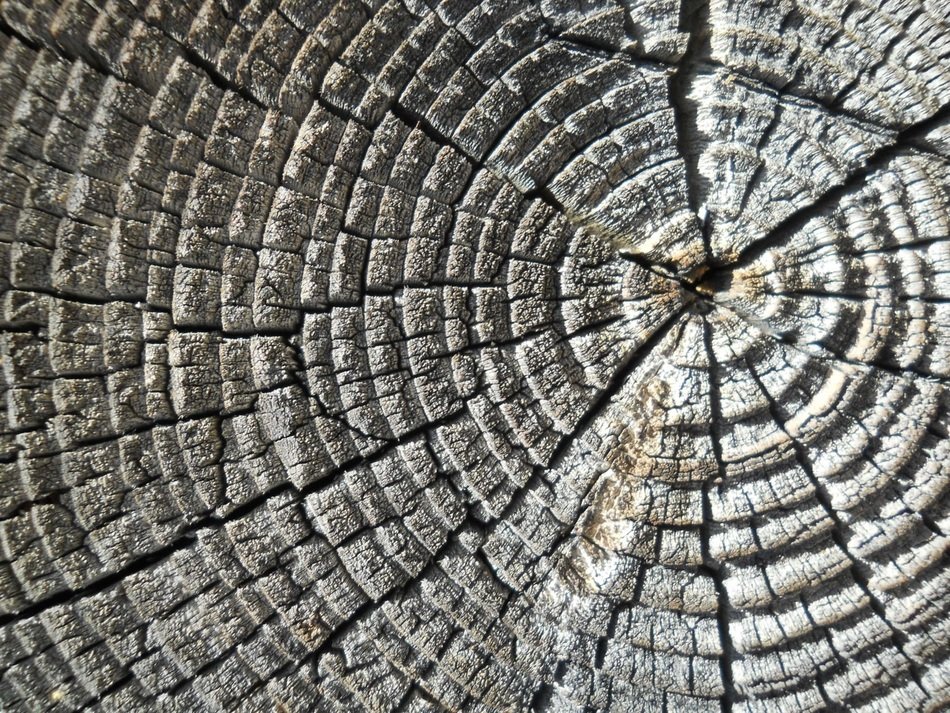 Wood Log Rings Wallpaper