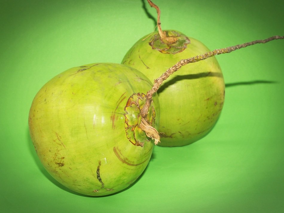coconut on a green background