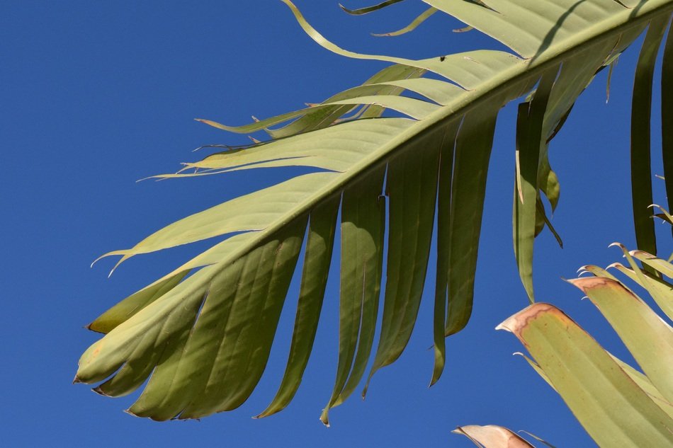 Banana Leaf Banana Shrub