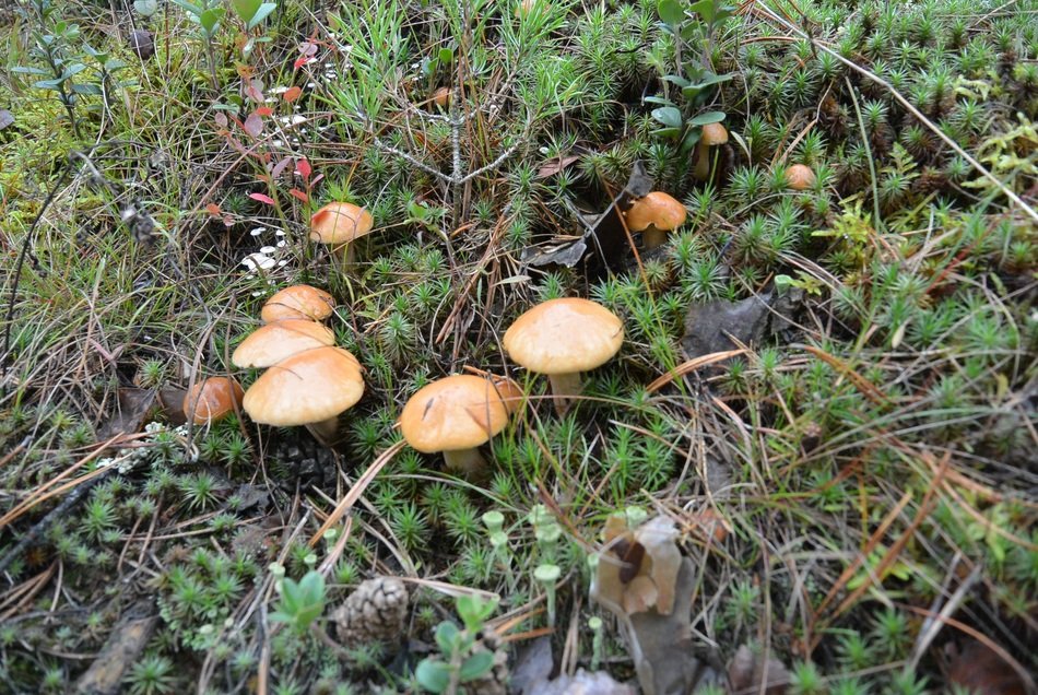 Forest Mushrooms Tree Nature