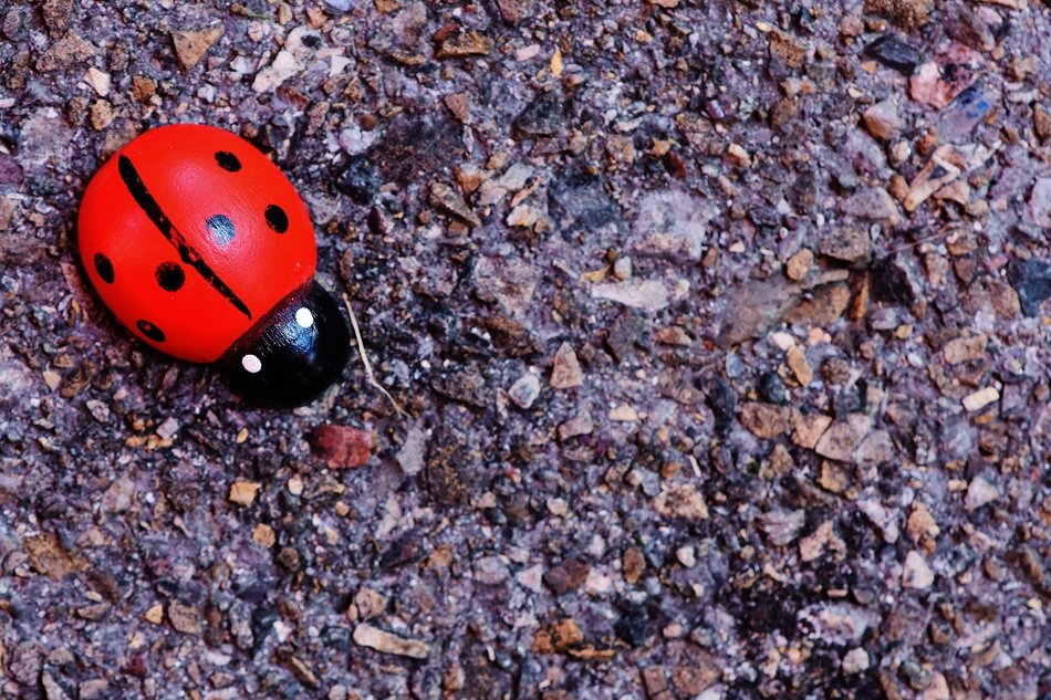 ladybug on earth