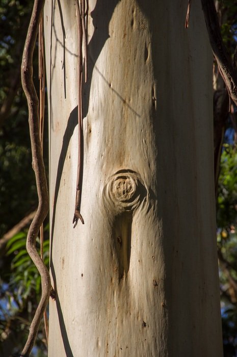 Gum Tree Trunk Peeling Smooth