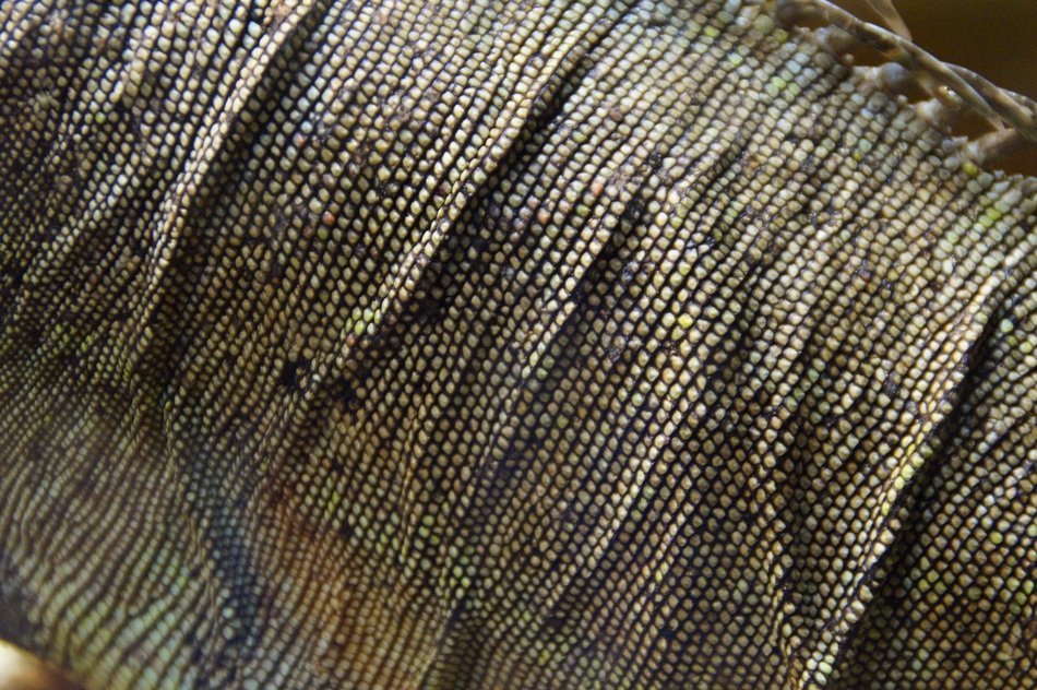 Iguana Section Detail Skin