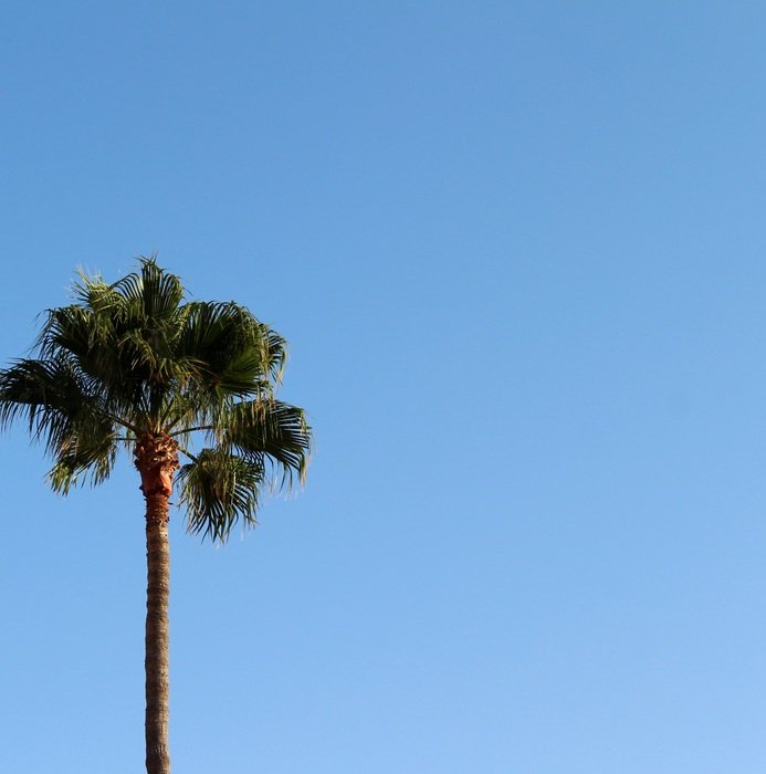Palm Background Sky Tropical