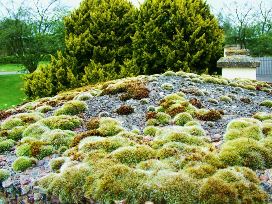 Moss Algae Green Growth Nature