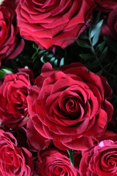 Red Roses Background Red Rose