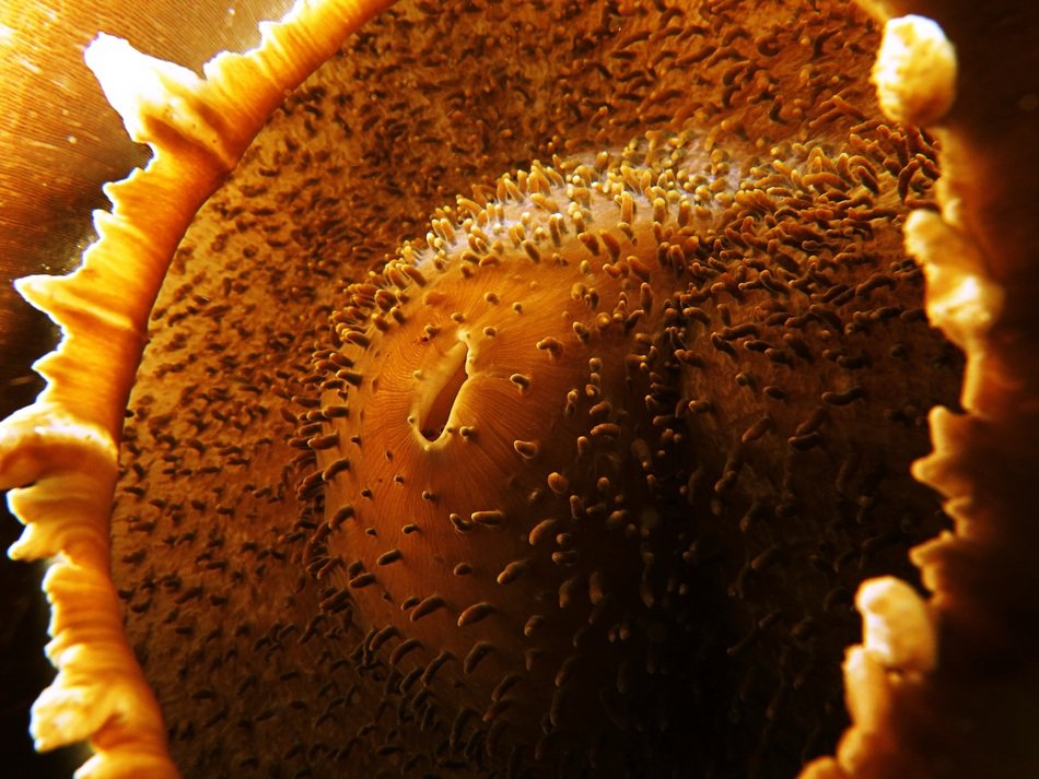 Anemone Abstract Marine