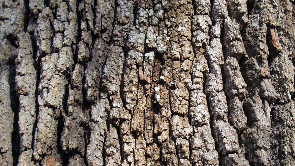 Live Oak Tree Bark Brown Grey