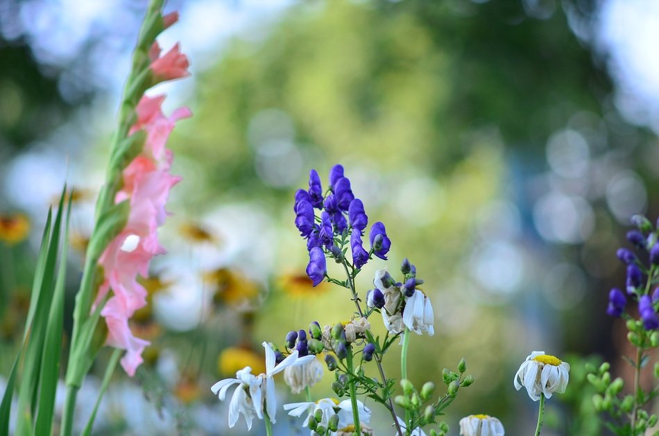 Summer Flowers Gladiolus