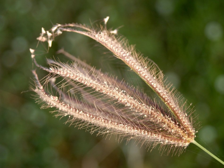 closeup view of flower in the form of an ear in the garden