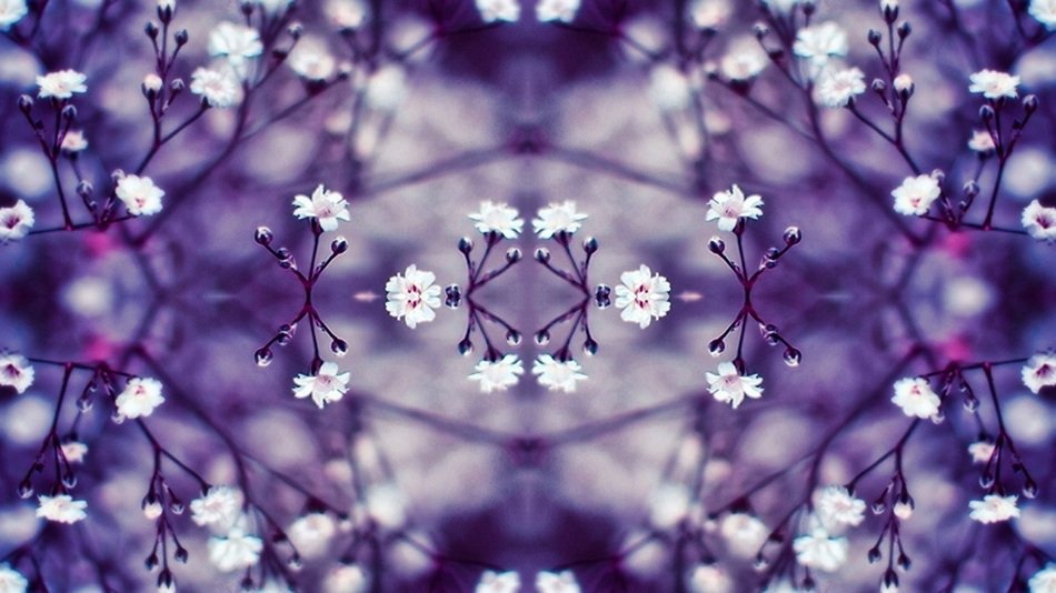 purple flowers in a kaleidoscope