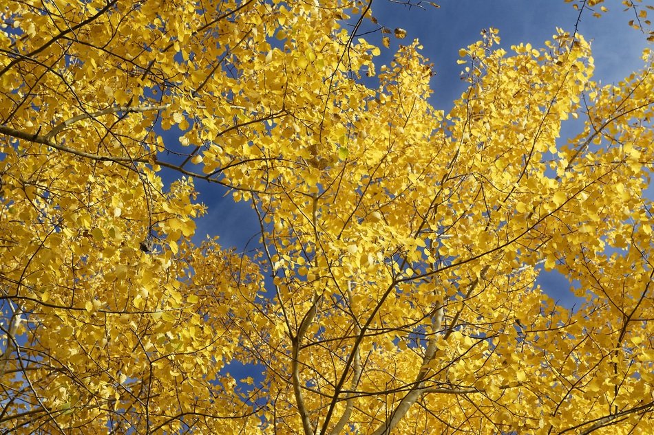 Nature Leaves Autumn