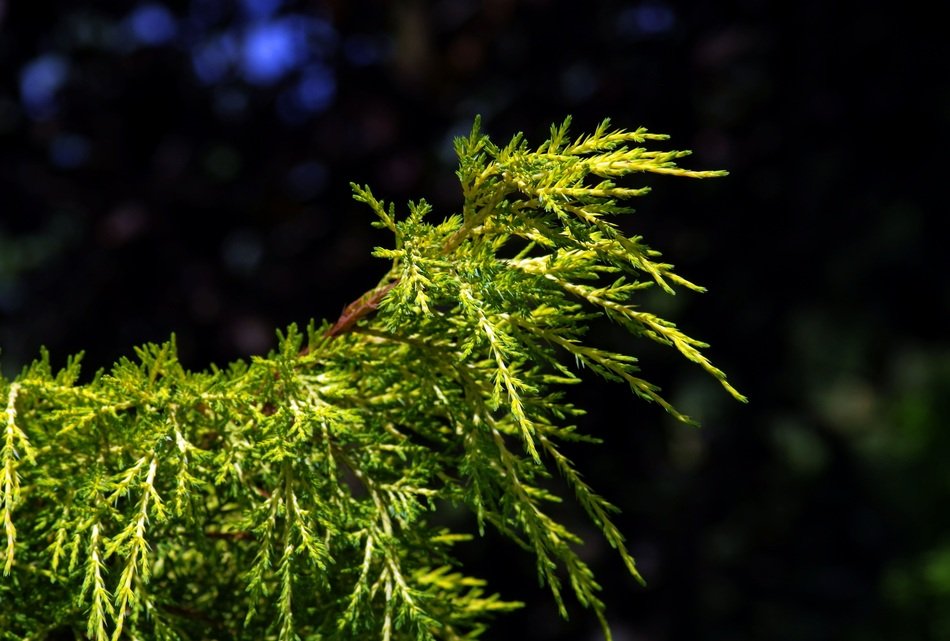 Iglak Green Plant The Background