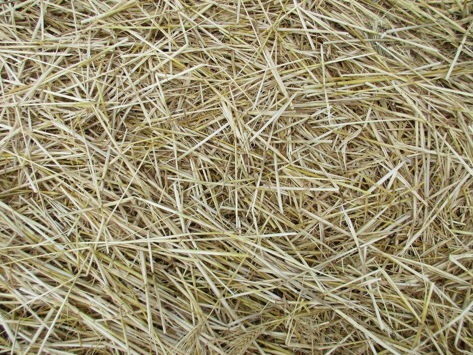 Straw Texture Agriculture
