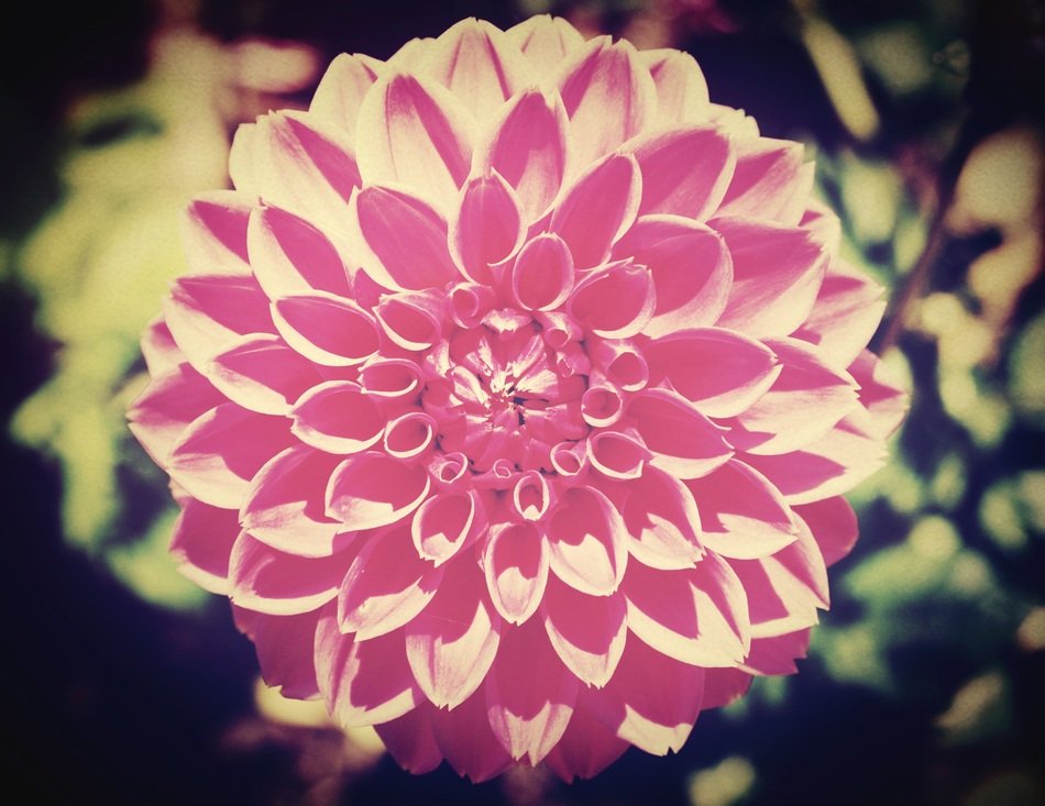 wallpaper with decorative garden flower