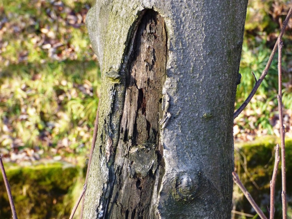 Tree Konar Trunk Forest Nature