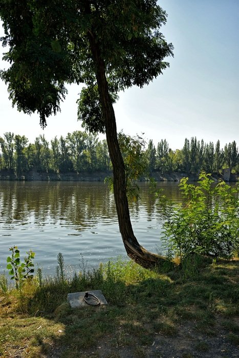 Vltava Tree Peace Rest