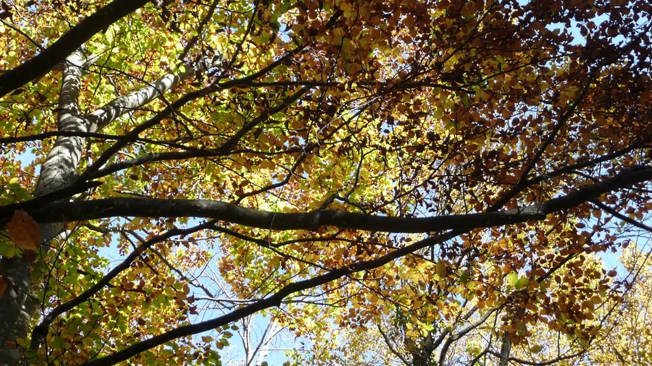 Fall Autumn Fall Leaves