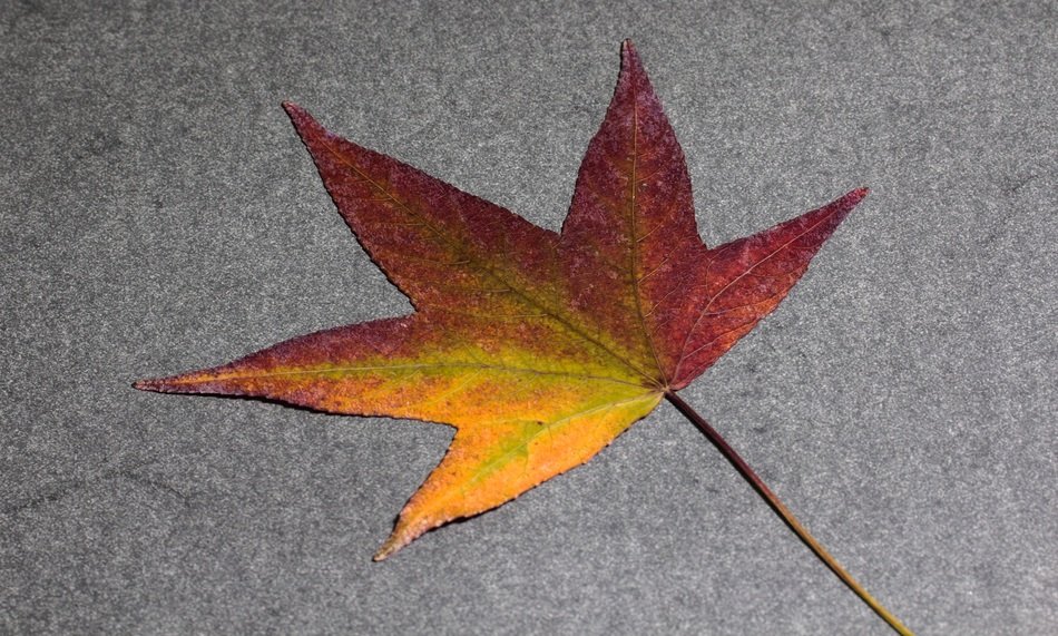 Leaf Foliage Leaf Amber Tree