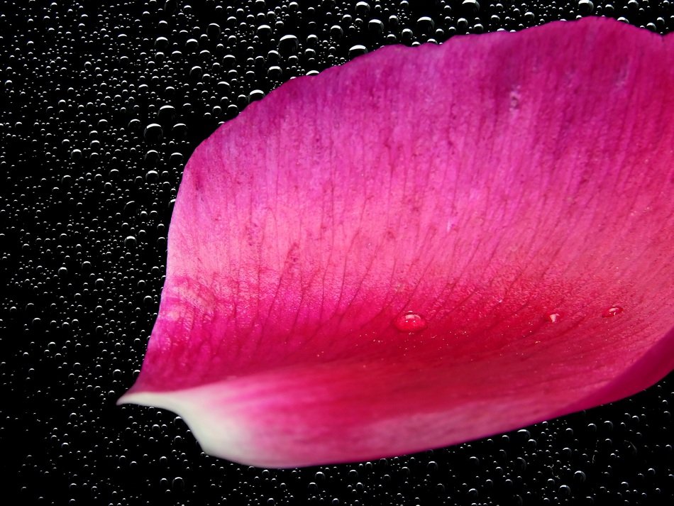 wallpaper with magenta flower petal