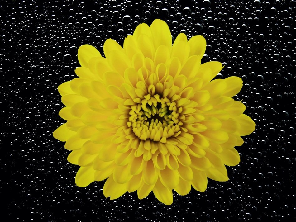 yellow chrysanthemum in the black wet background