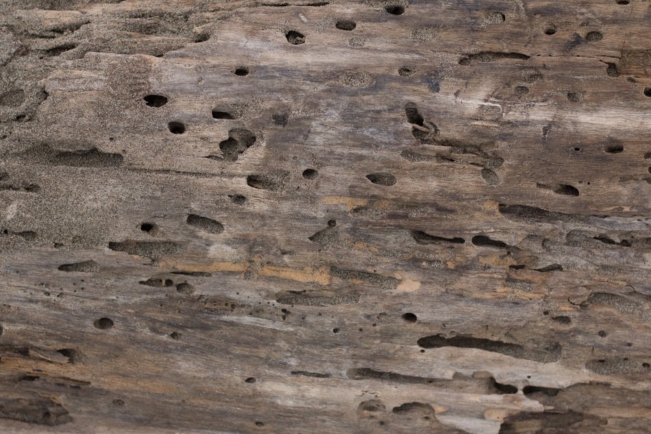 Texture Wood Wood Texture
