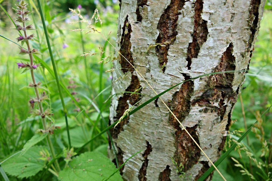 Birch Birch Tree Tree Bark