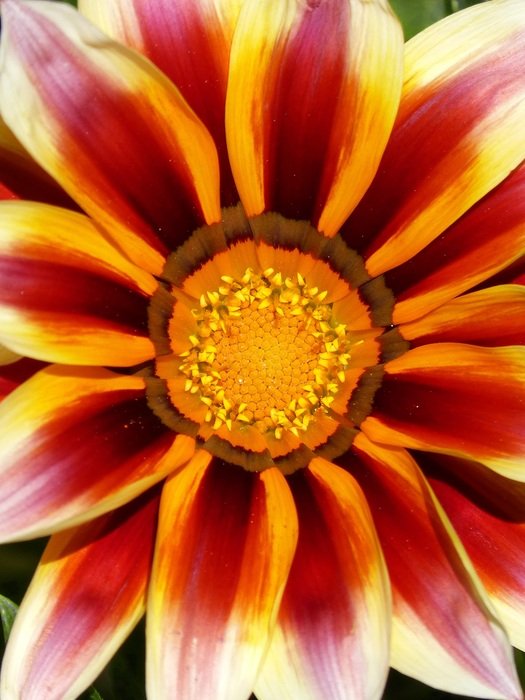 Flower Colors Detail Pollen