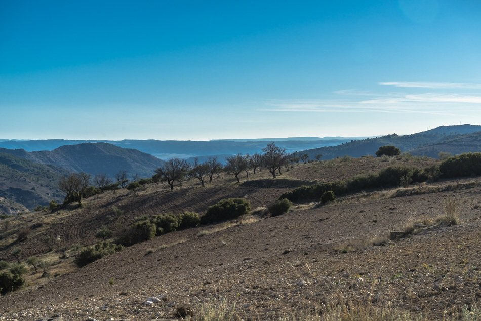 olive trees on the mountain