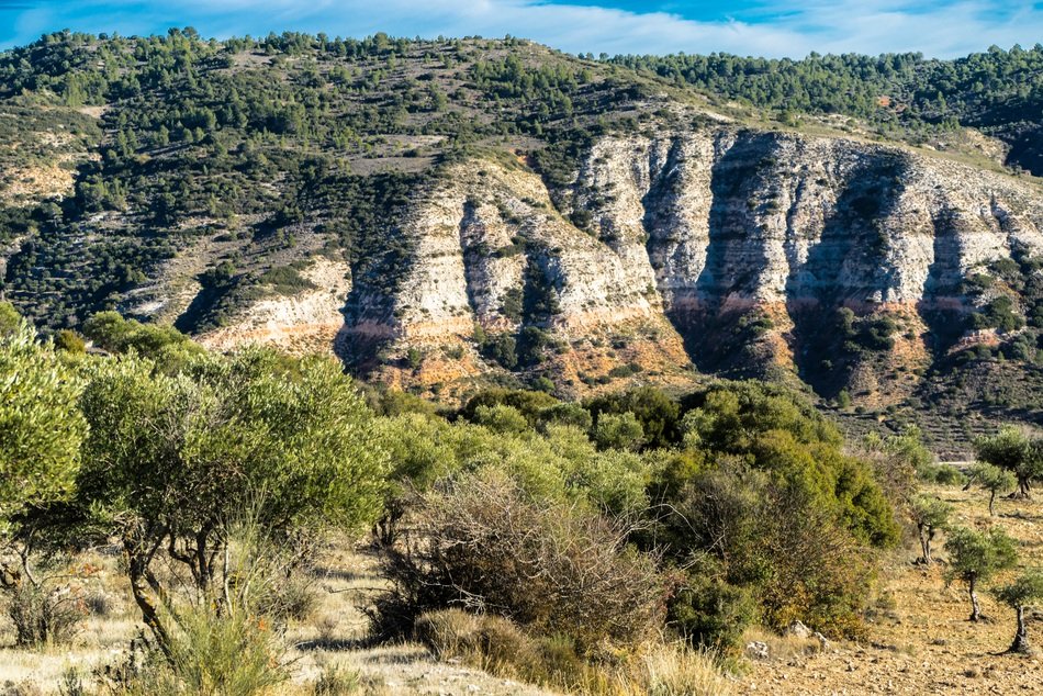 olive trees near the cliff